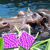 Happy Hippo Pairs